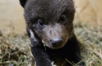 Трое медвежат прибыли в Центр спасения в Тверской области