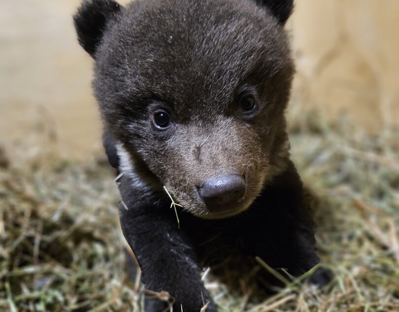 Трое медвежат прибыли в Центр спасения в Тверской области