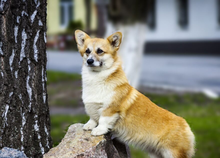 Эксперт рассказал, почему нельзя дарить собаку на 8 марта