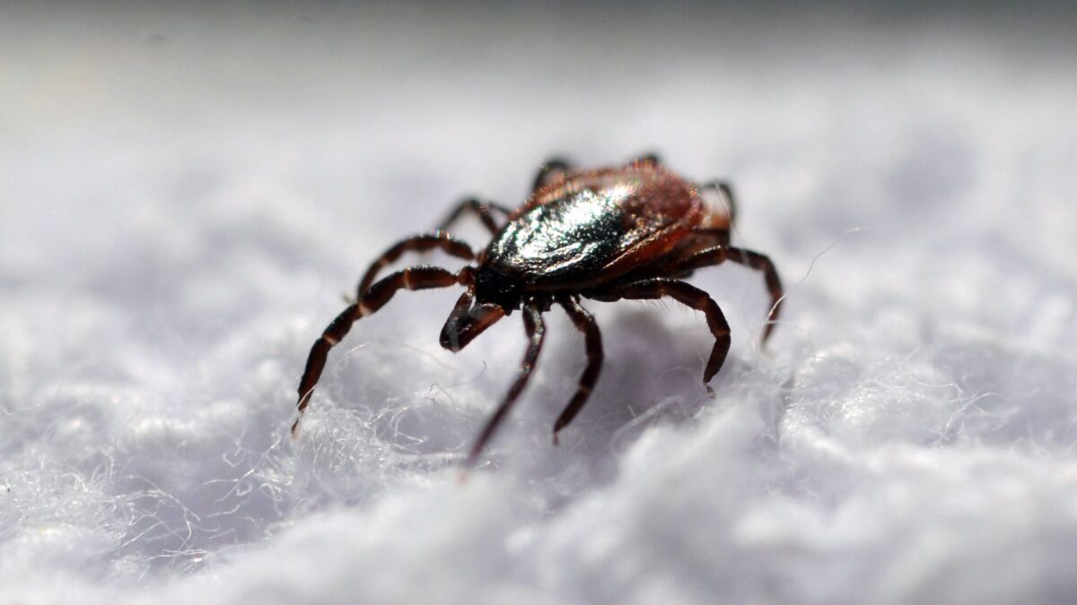 В Тверской области стартовал сезон активности клещей