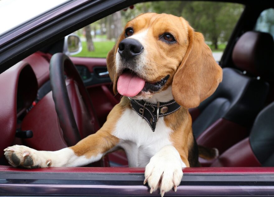 В Роскачестве рассказали правила перевозки животных в такси