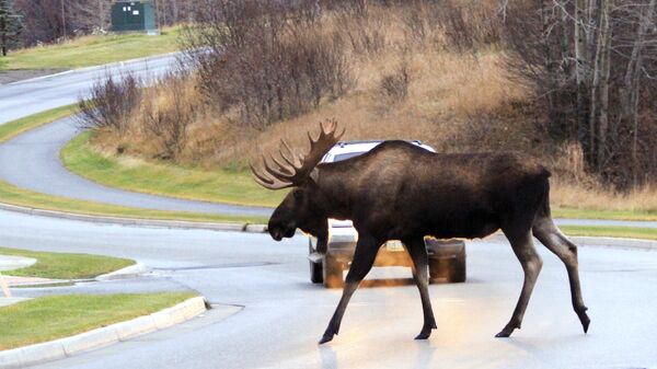 В Тверской области мужчина застрелил лося