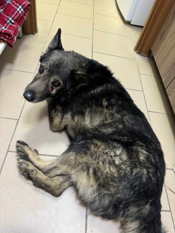 В Твери прооперируют старого пса, пострадавшего от машины