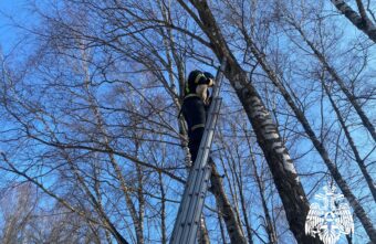 В Тверской области пожарные спасли с дерева домашнего кота В Тверской области пожарные спасли с дерева домашнего кота
