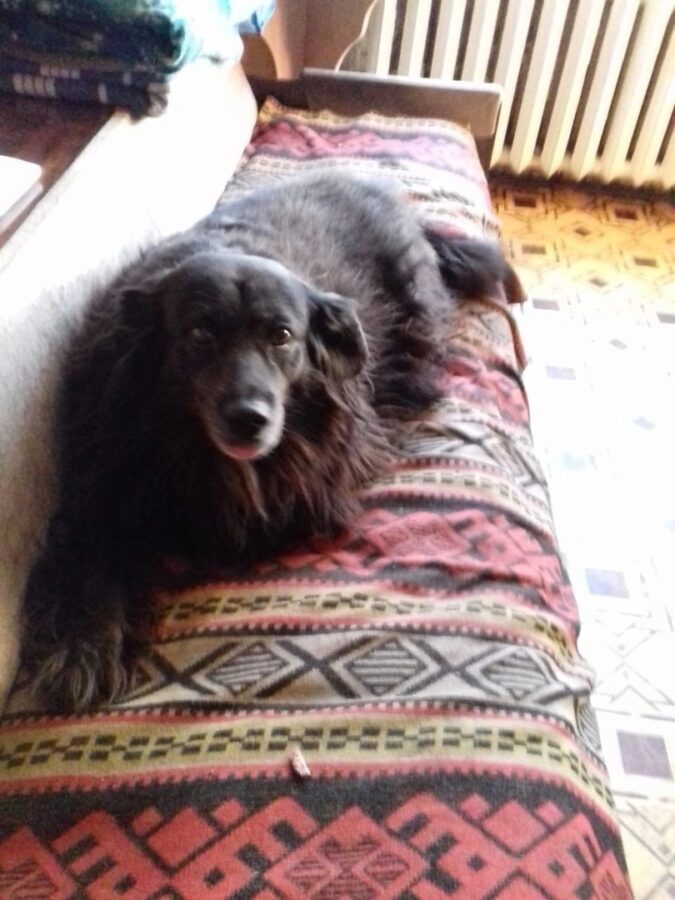 В Твери срочно ищут дом для собаки, запертой в квартире после смерти хозяйки