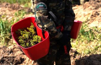 Больше 25 миллионов сеянцев хвойных пород высадят в Тверской области