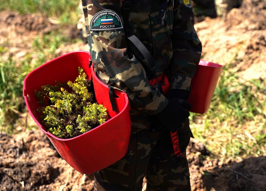 Больше 25 миллионов сеянцев хвойных пород высадят в Тверской области