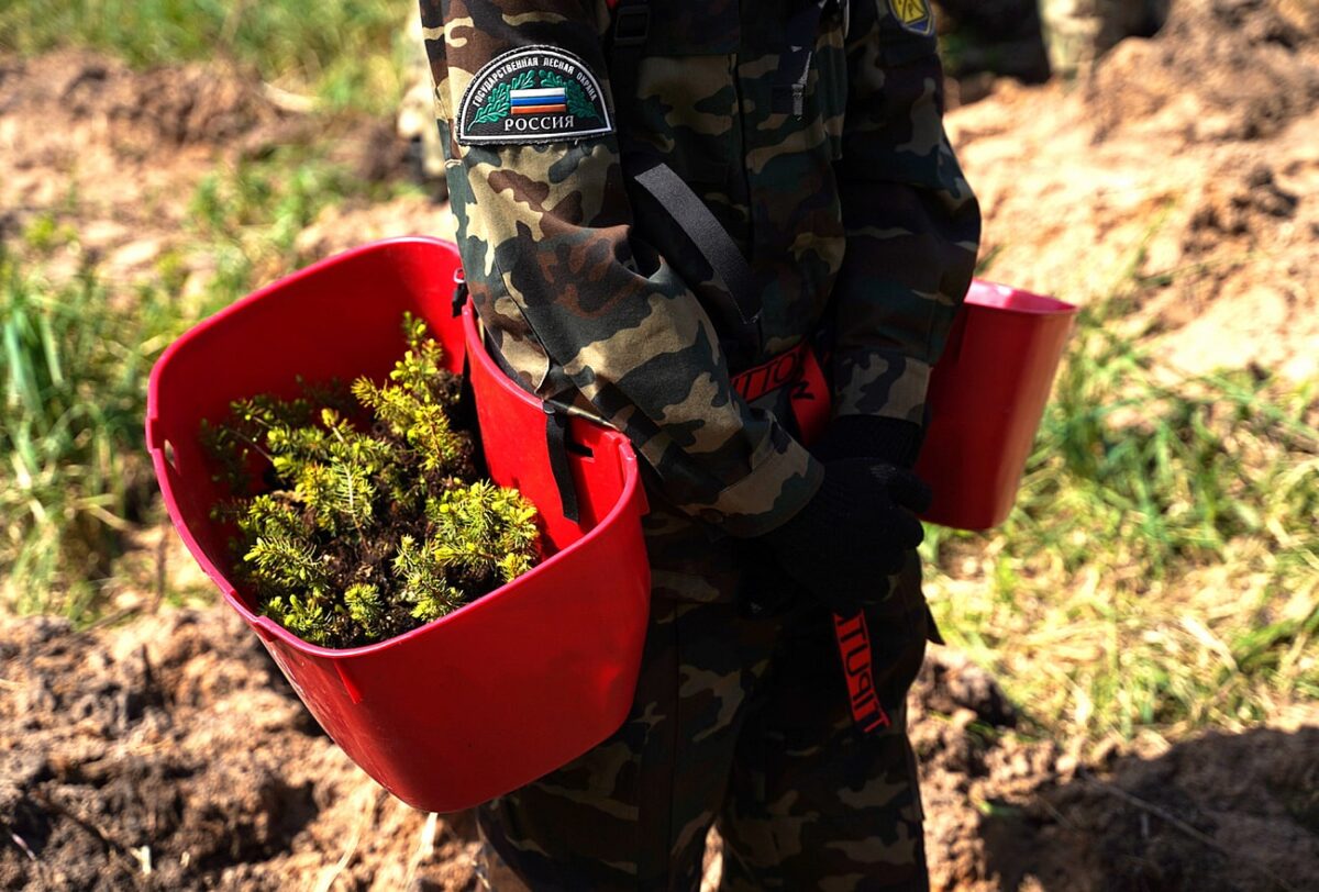 Больше 25 миллионов сеянцев хвойных пород высадят в Тверской области