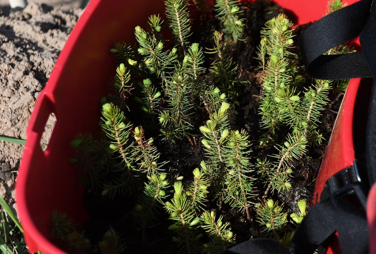 Больше 25 миллионов сеянцев хвойных пород высадят в Тверской области