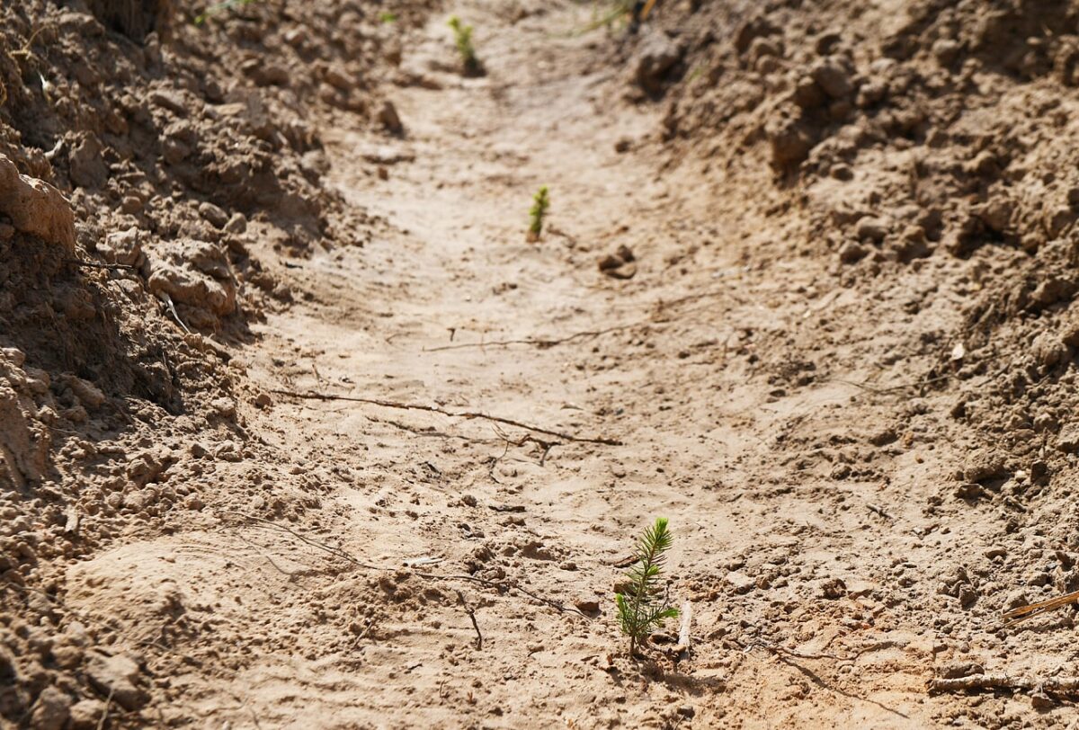 Больше 25 миллионов сеянцев хвойных пород высадят в Тверской области