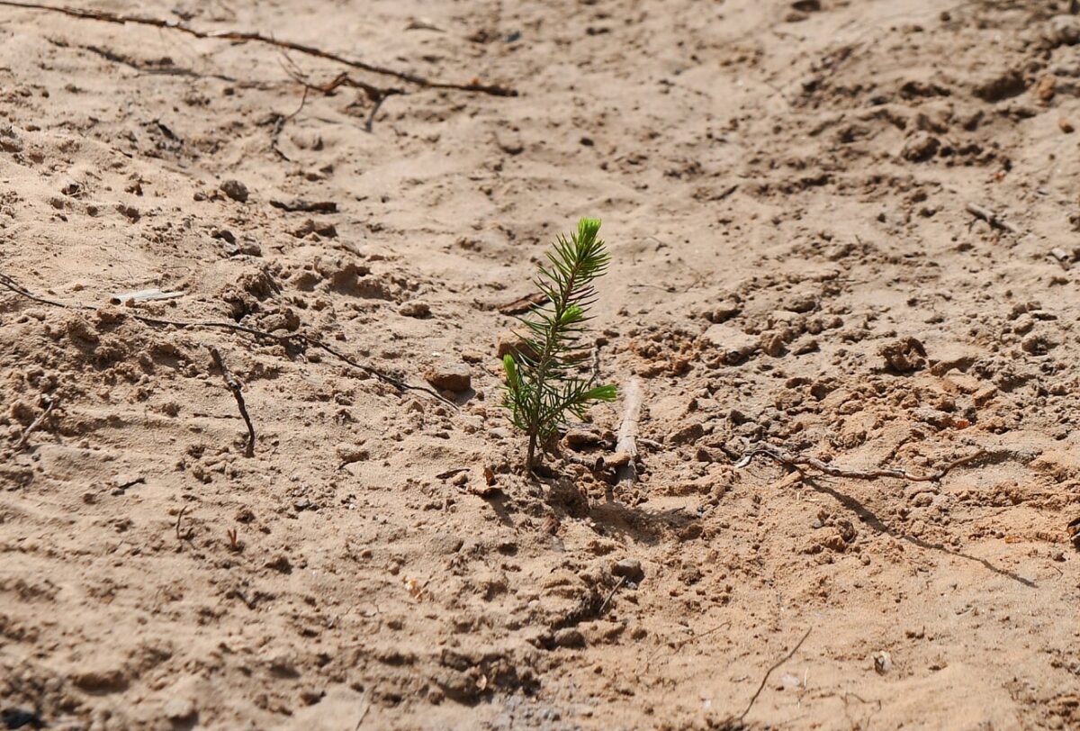 Больше 25 миллионов сеянцев хвойных пород высадят в Тверской области