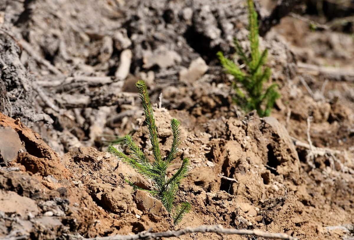 Больше 25 миллионов сеянцев хвойных пород высадят в Тверской области