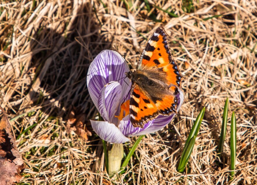Погода сыграет с жителями Тверской области первоапрельскую шутку