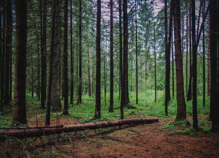 Арендатора лесного участка в Тверской области заставили посадить новые деревья