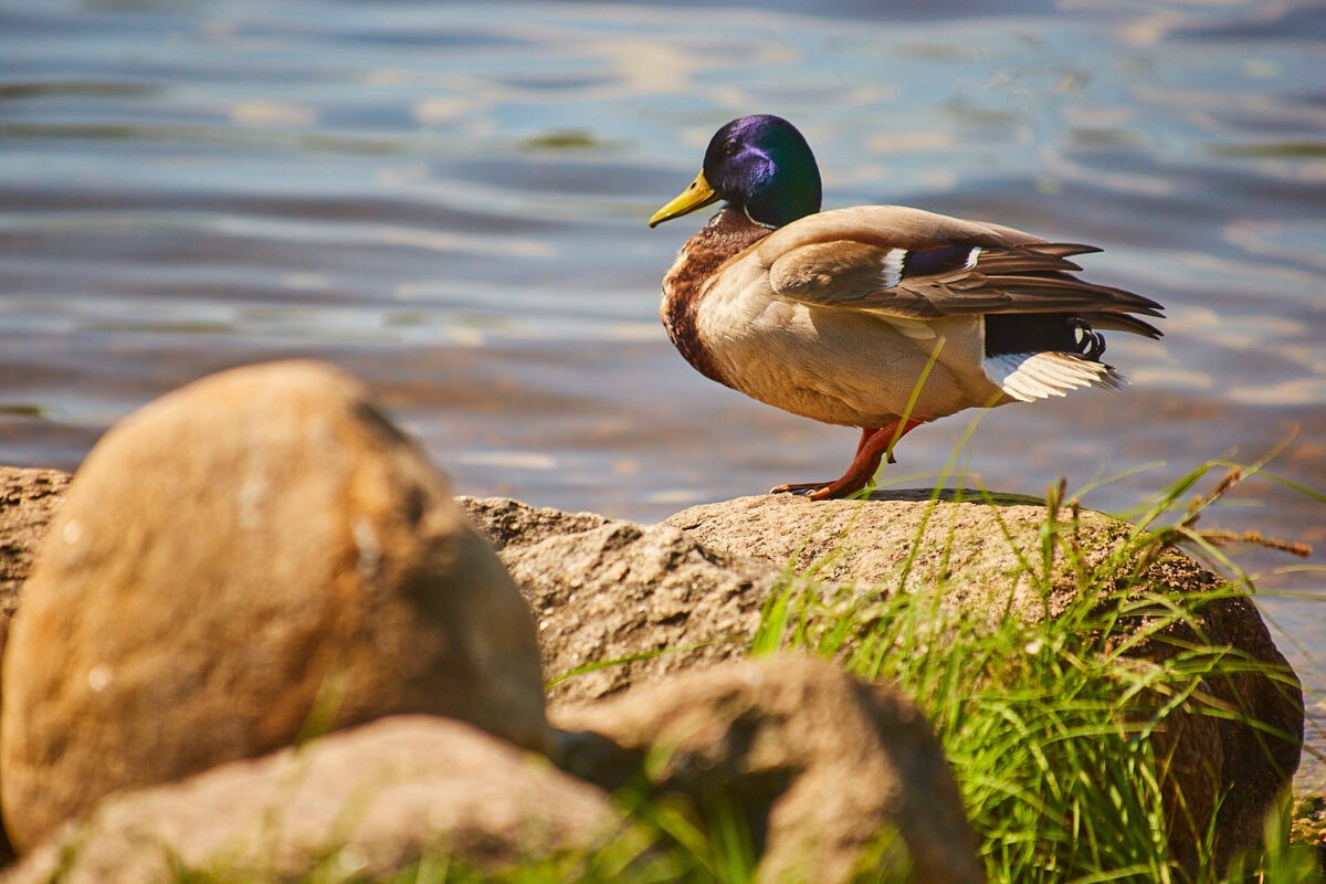 Синоптики рассказали, каким будет апрель в Тверской области