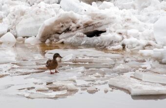 Ледоход в Тверской области начнётся раньше срока Ледоход в Тверской области начнётся раньше срока