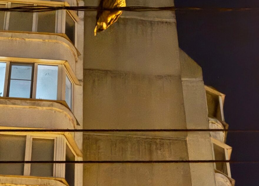 Жители Твери заметили необычную гостью