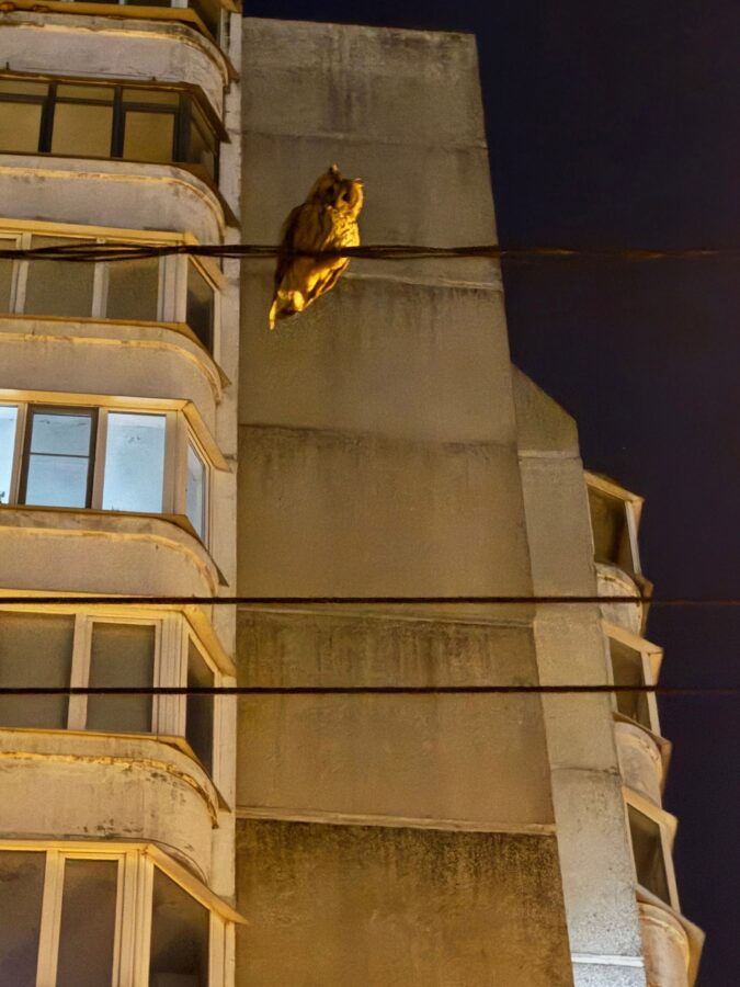 Жители Твери заметили необычную гостью