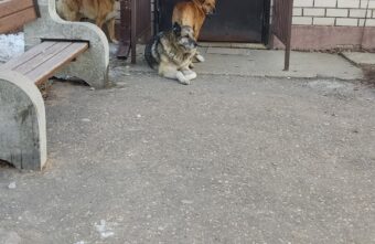 Жители поселка Тверской области пожаловались на собак в подъезде Жители поселка Тверской области пожаловались на собак в подъезде