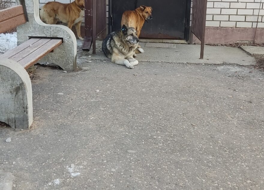 Жители поселка Тверской области пожаловались на собак в подъезде