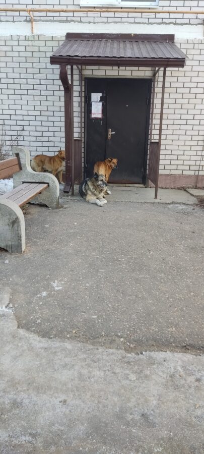 Жители поселка Тверской области пожаловались на собак в подъезде