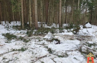 Житель Тверской области незаконно срубил деревья для строительства