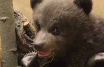 Биологи в Тверской области дали имена спасенным медвежатам-тройняшкам