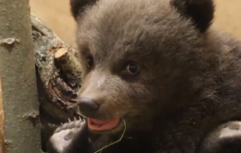 Биологи в Тверской области дали имена спасенным медвежатам-тройняшкам