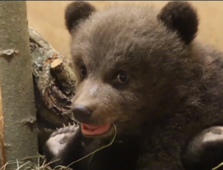 Биологи в Тверской области дали имена спасенным медвежатам-тройняшкам