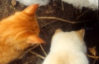 В городе Тверской области восемь лет не могут разобраться с канализацией