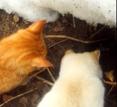 В городе Тверской области восемь лет не могут разобраться с канализацией