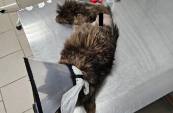 «Вонючую» кошку сотрудников АЗС не спасла операция в Твери «Вонючую» кошку сотрудников АЗС не спасла операция в Твери