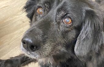 В Твери собака, хозяйка которой умерла, наконец обрела новый дом