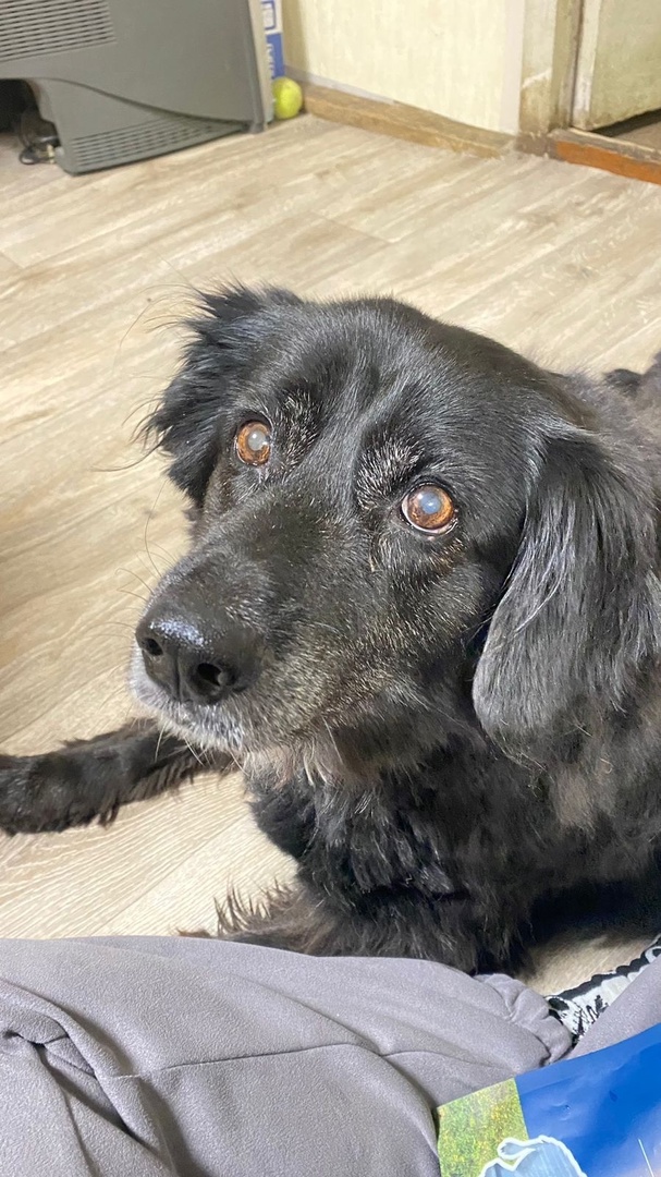 В Твери собака, хозяйка которой умерла, наконец обрела новый дом