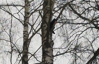 В Тверской области пожарные спасли кота, застрявшего на дереве В Тверской области пожарные спасли кота, застрявшего на дереве