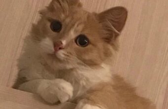 Рыжий кот из Тверской области пошел на воровство ради Масленицы Рыжий кот из Тверской области пошел на воровство ради Масленицы
