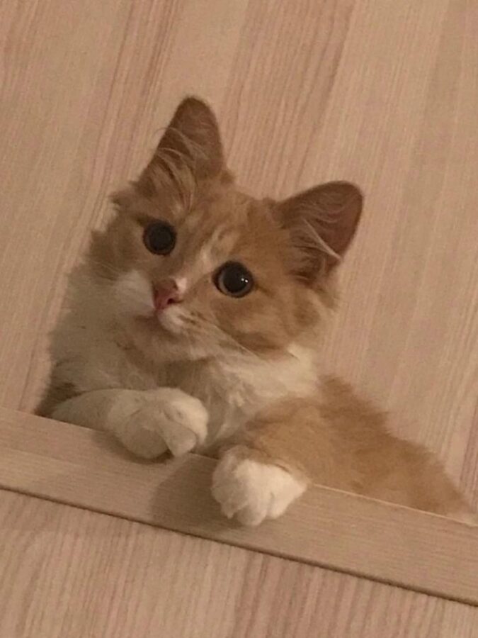 Рыжий кот из Тверской области пошел на воровство ради Масленицы