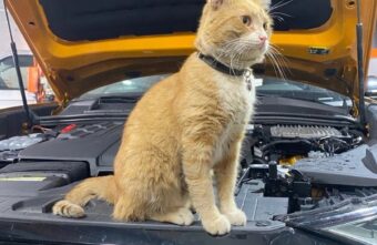 В Твери бездомного кота «приняли на работу» в автосервис