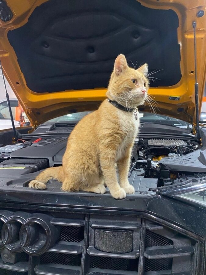 В Твери бездомного кота «приняли на работу» в автосервис