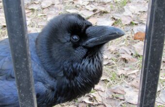 В Твери умный ворон позировал на камеру и просил вознаграждение