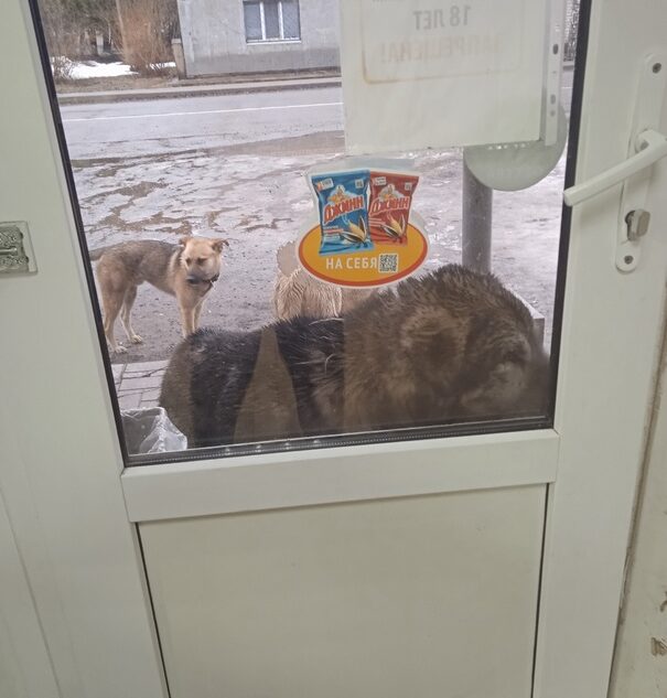 Жители поселка в Тверской области пожаловались на бродячих собак