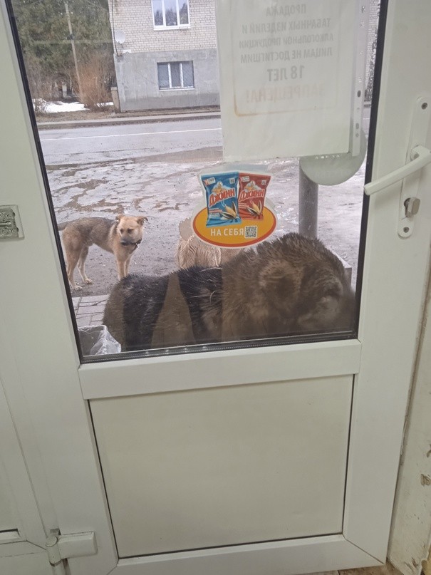 отлов бездомных животных. пожаловаться на собак. найдена собака тюмень. пожаловаться на собак. памятка выгул собак.