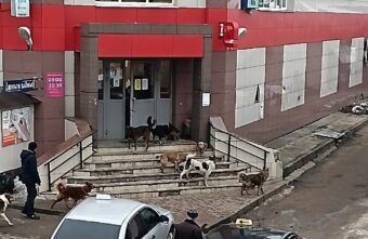 В Тверской области агрессивная стая собак напугала посетителей магазина В Тверской области агрессивная стая собак напугала посетителей магазина