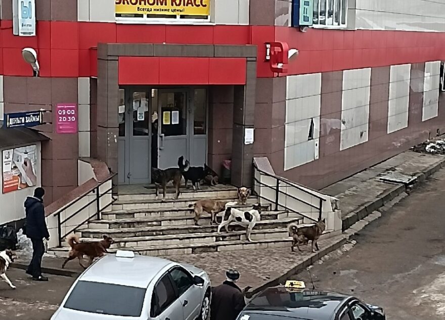 В Тверской области агрессивная стая собак напугала посетителей магазина
