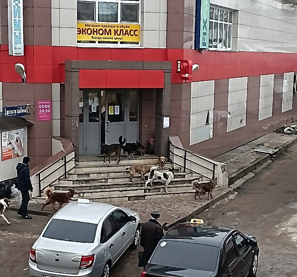 В Тверской области агрессивная стая собак напугала посетителей магазина