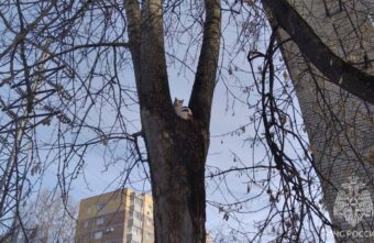 В Твери пожарные спасли кота, просидевшего на дереве целую ночь В Твери пожарные спасли кота, просидевшего на дереве целую ночь