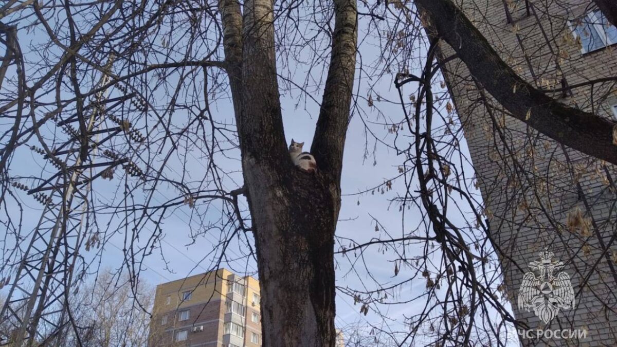 В Твери пожарные спасли кота, просидевшего на дереве целую ночь