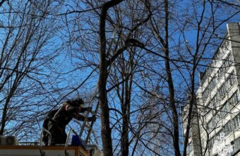 В Заволжском районе Твери спасли застрявшего на дереве кота В Заволжском районе Твери спасли застрявшего на дереве кота