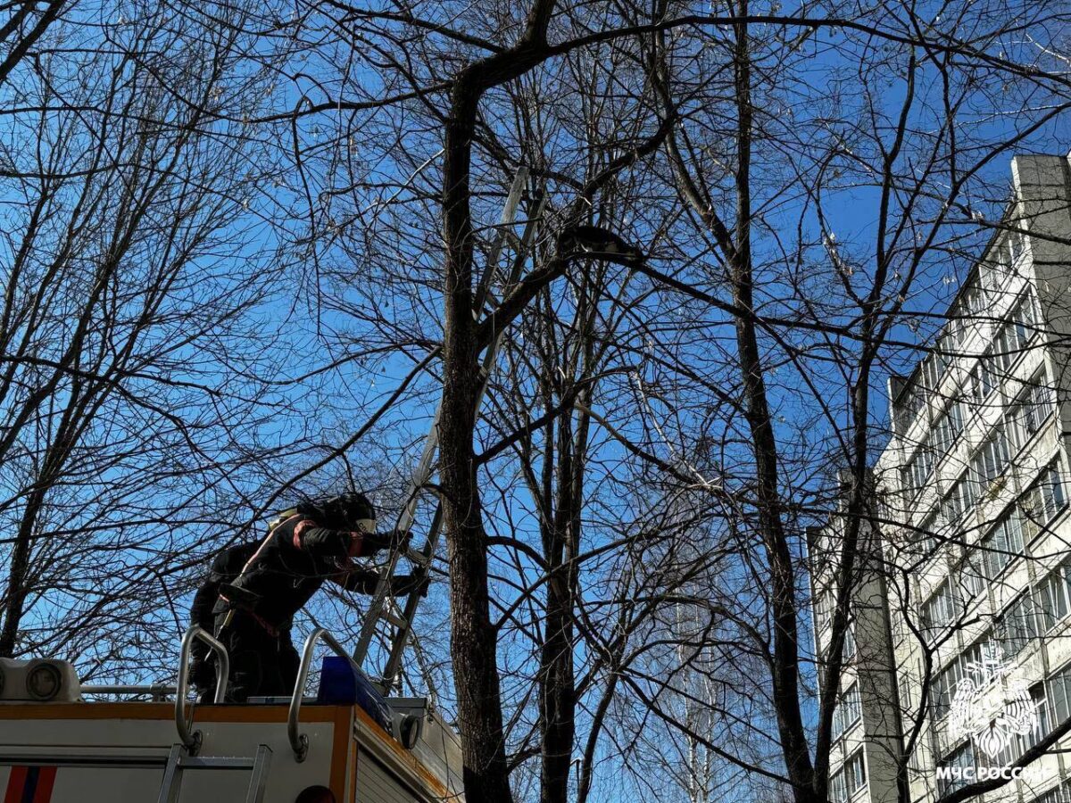 В Заволжском районе Твери спасли застрявшего на дереве кота