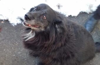 В Твери ищут новый дом для собаки, хозяйка которой скоро умрёт В Твери ищут новый дом для собаки, хозяйка которой скоро умрёт